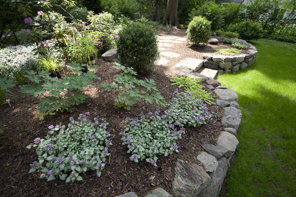 The Best Plants For Landscaping In The Nj Tri State Area Thomas Flint Landscaping - Best Plant For Landscaping